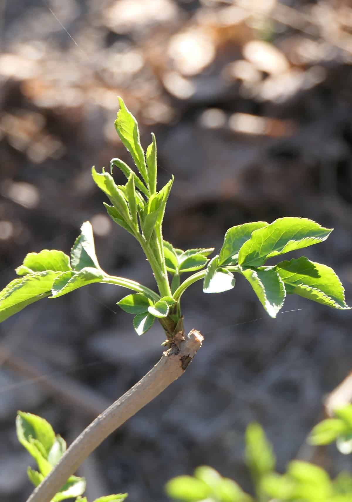 Caring for Rose Cuttings