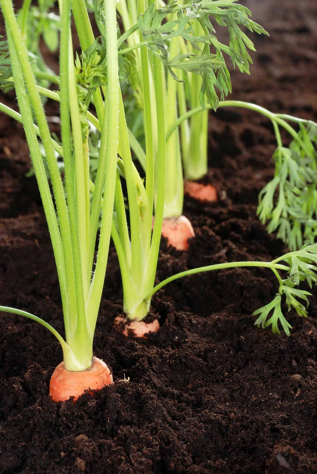 Carrots (In Deep Containers)