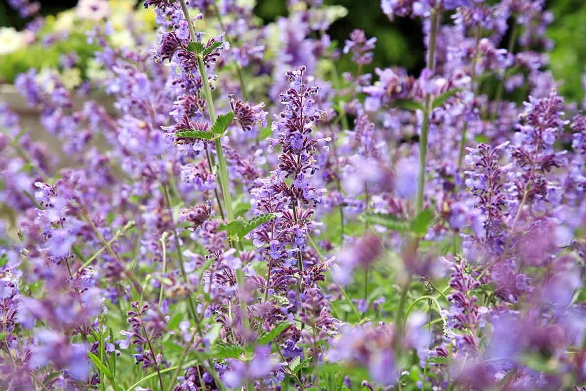 Catmint (Nepeta)