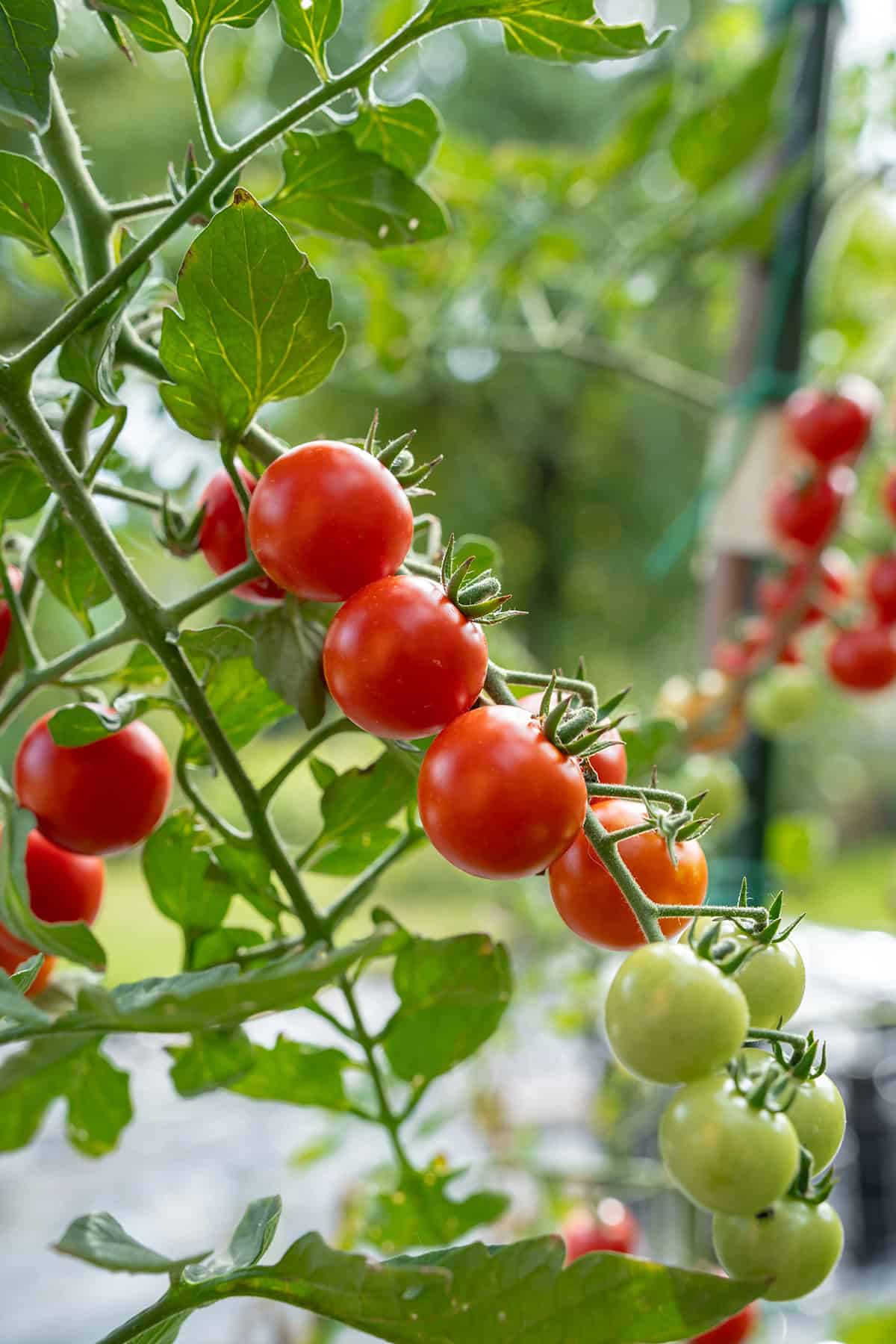 Cherry Tomatoes