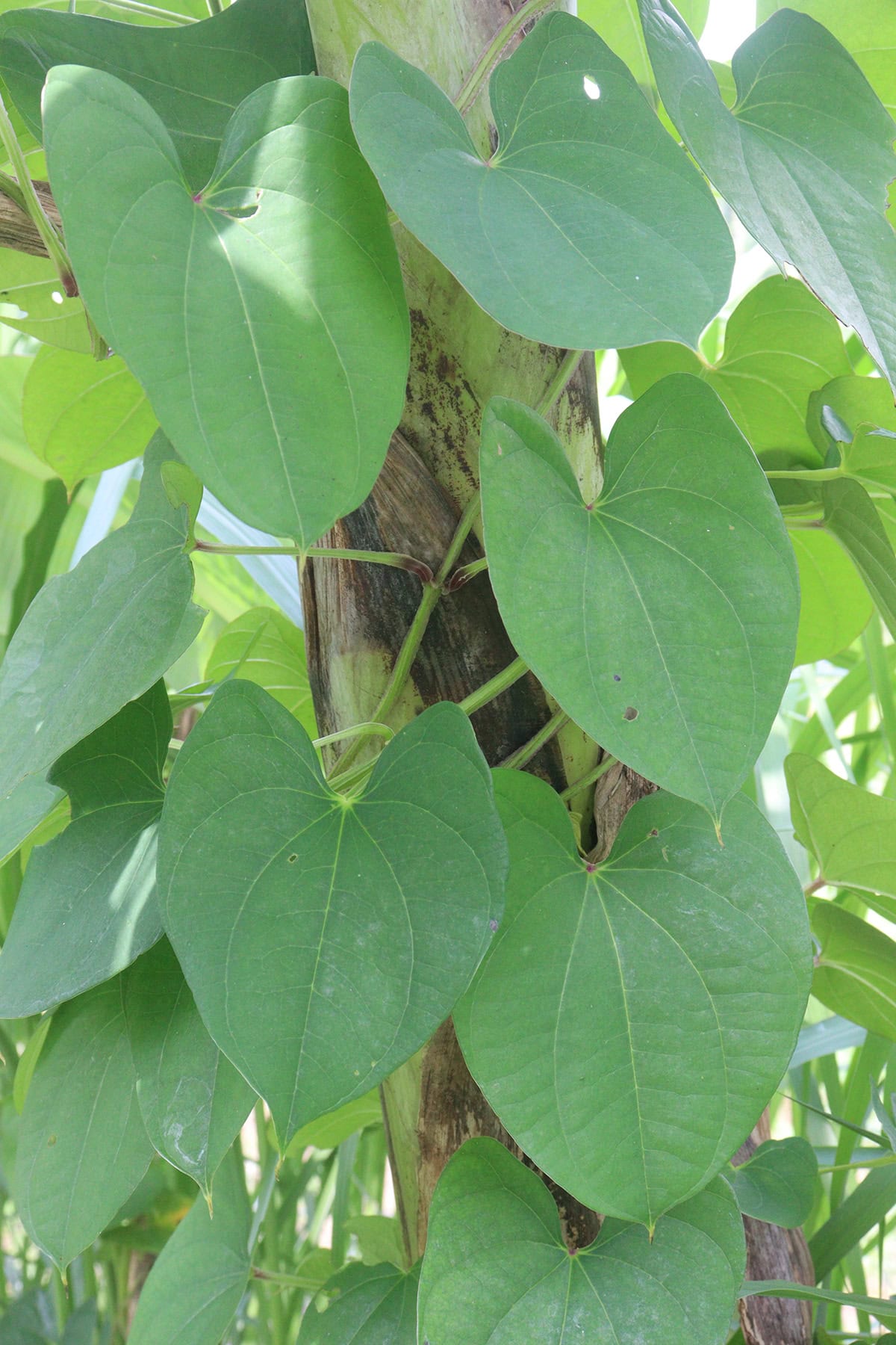 Choose Your Yam to Plant