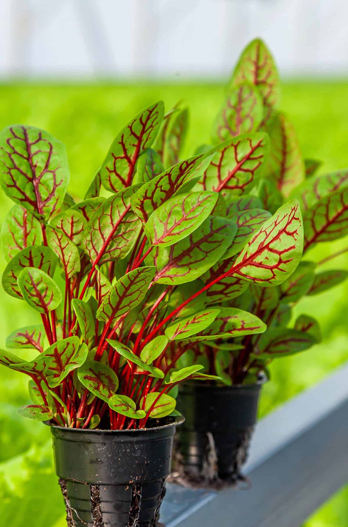 Choose the Right Container