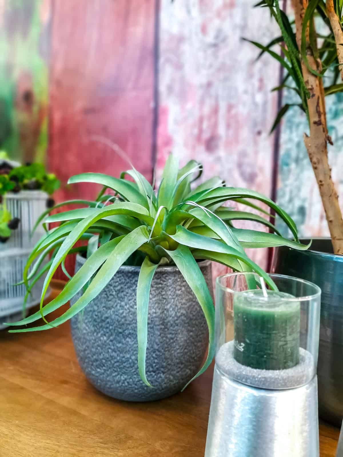 Choosing a Bromeliad for Indoors