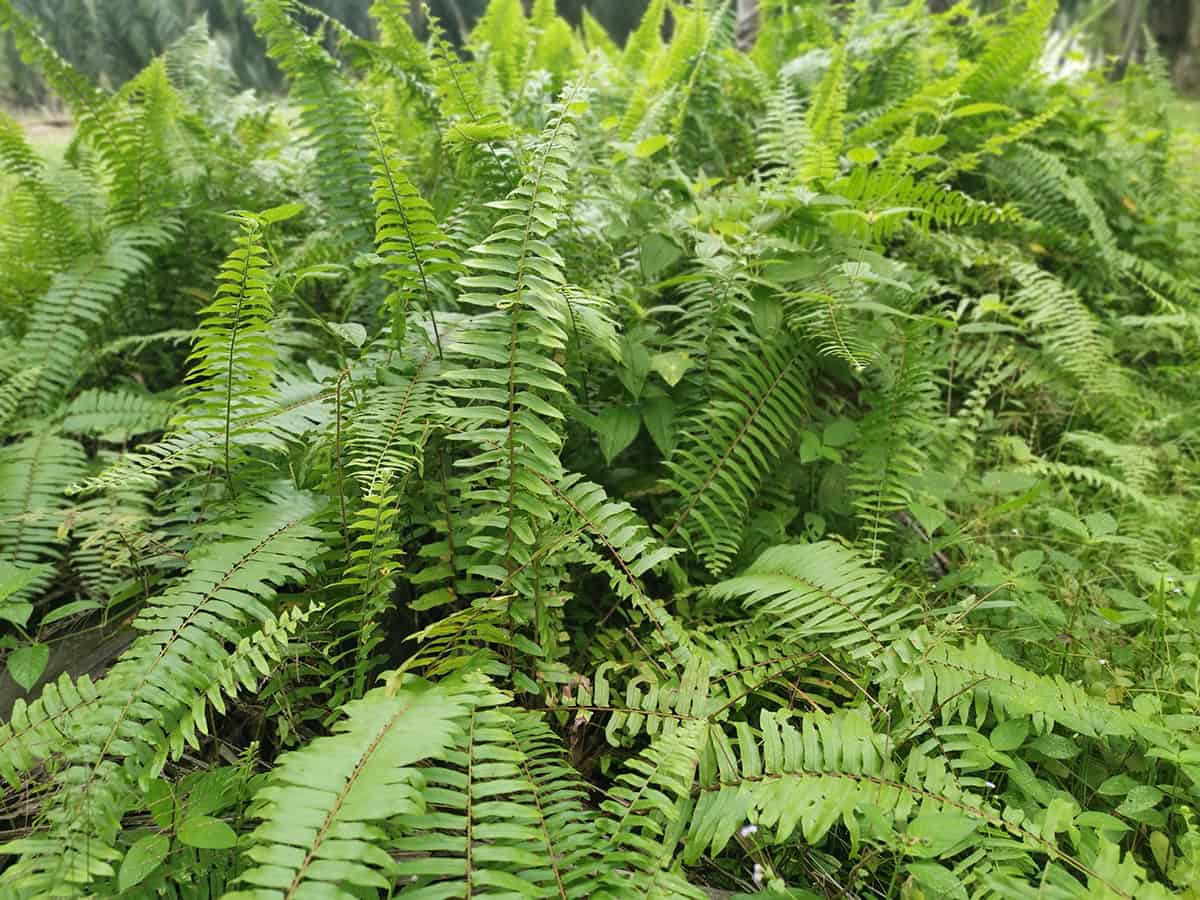 Christmas Fern (Polystichum acrostichoides)