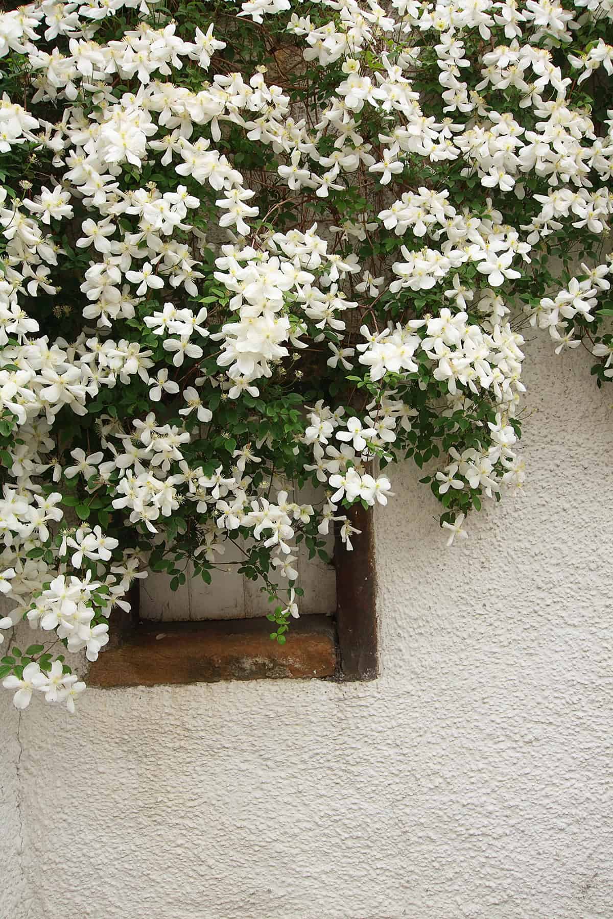 Clematis
