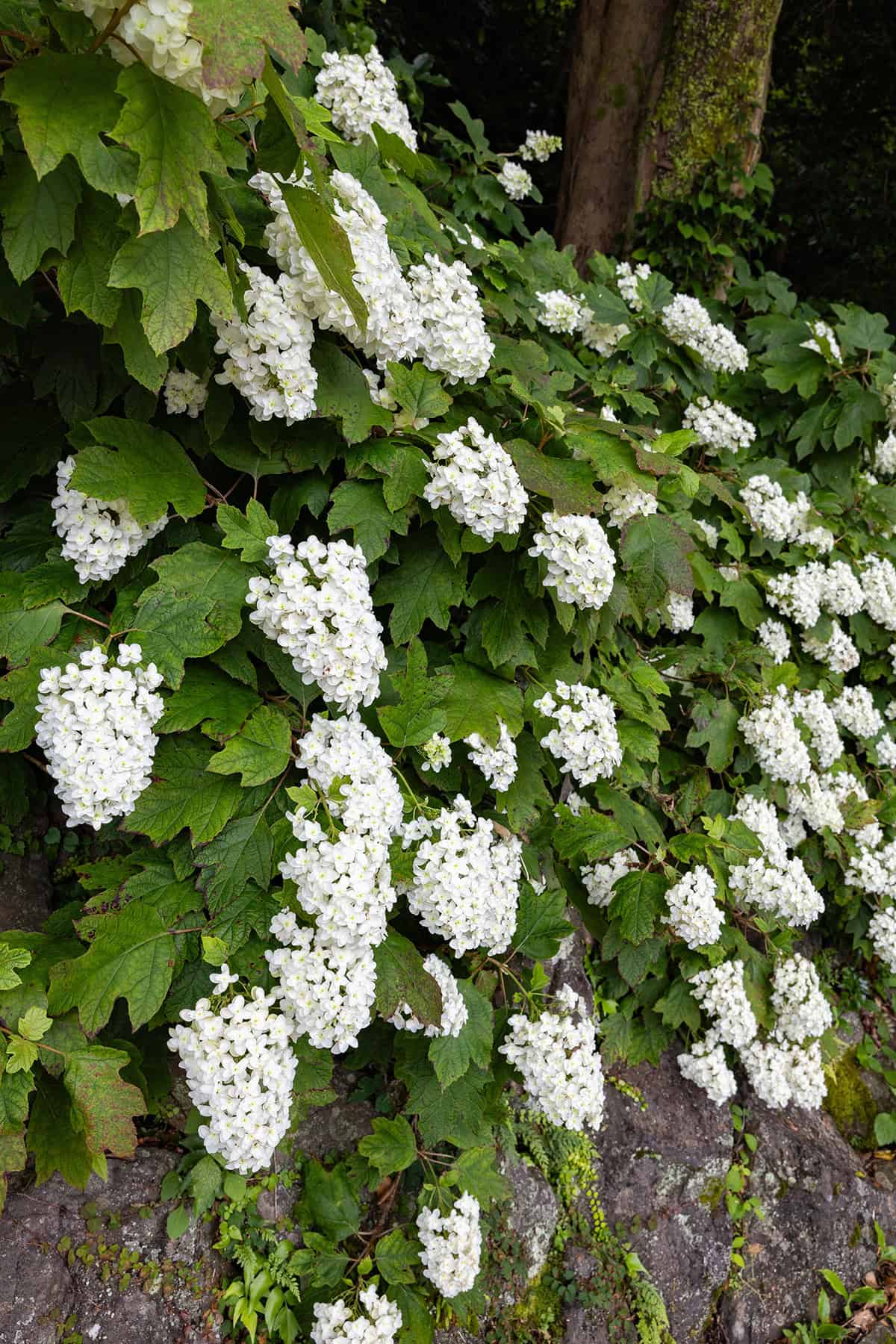 Climbing Hydrangea