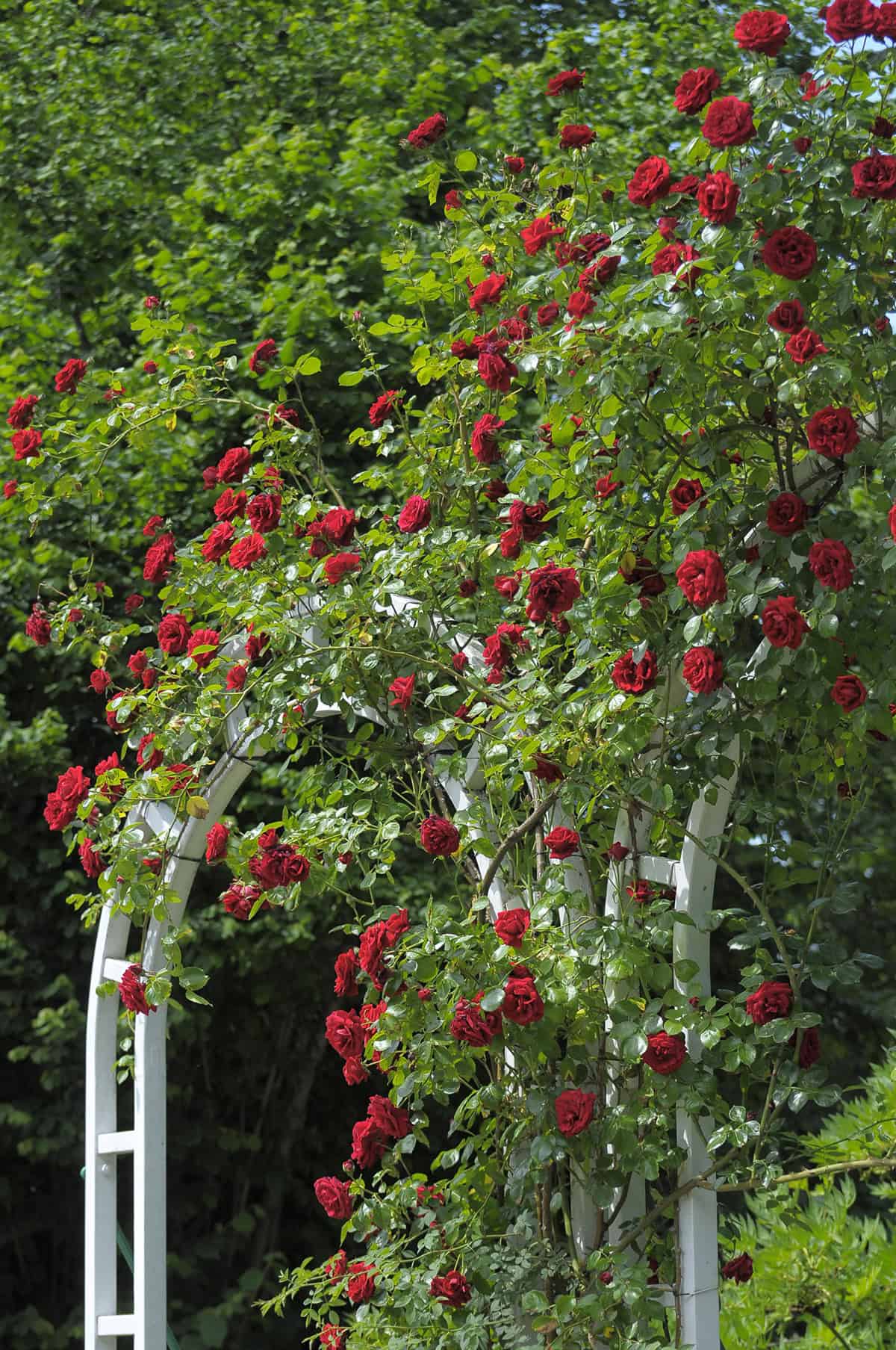 Climbing Roses