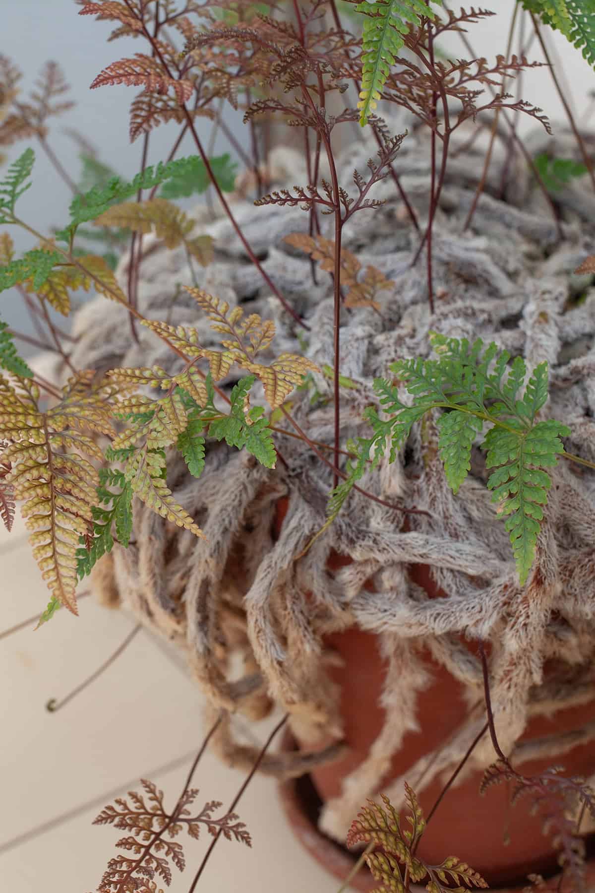 Common Problems & Troubleshooting Rabbit’s Foot Fern