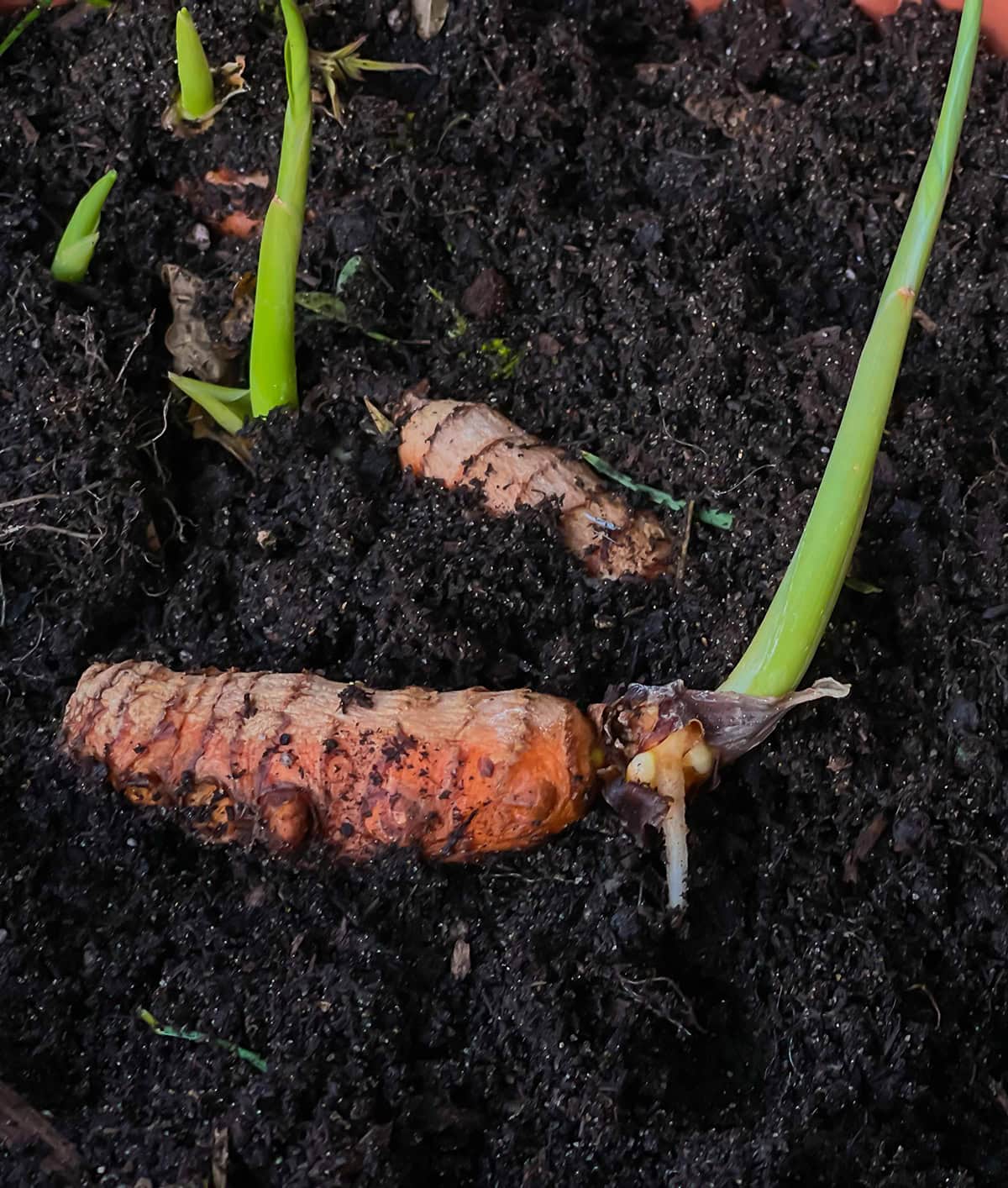 Container Size And Depth Turmeric Indoors