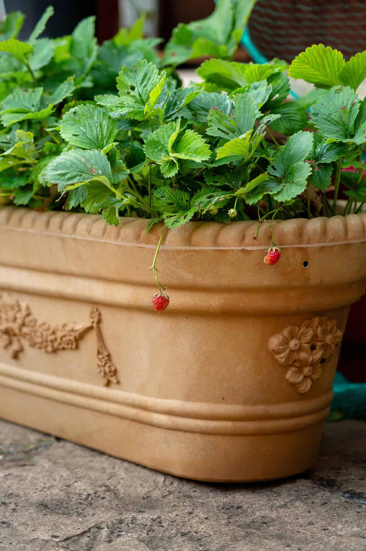 Container Size Strawberries Indoors