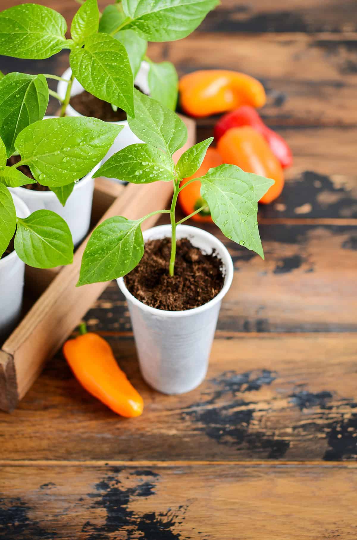 Containers And Pot Size