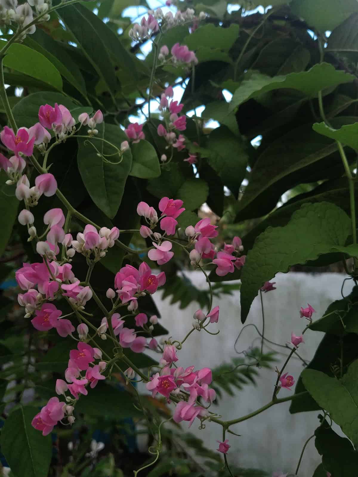 Coral Vine (Antigonon leptopus)