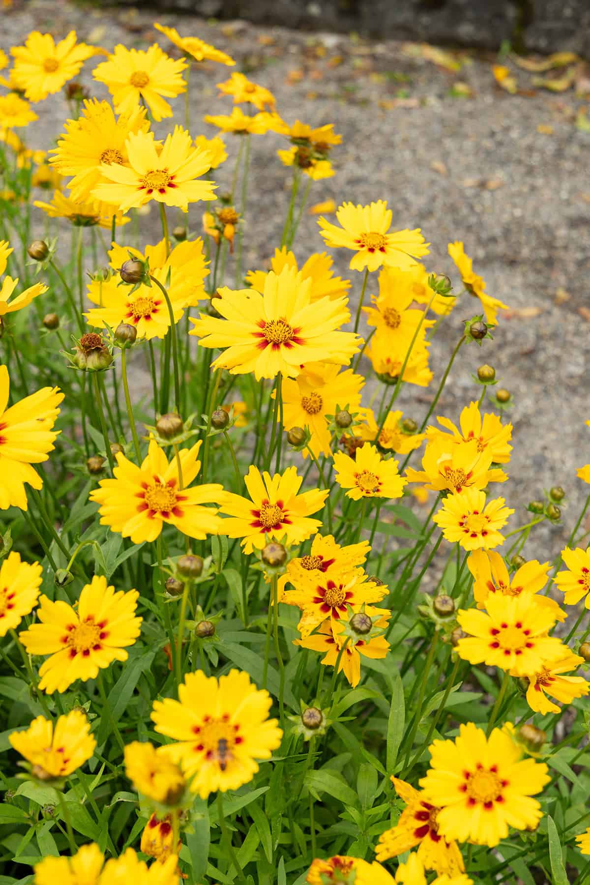 Coreopsis