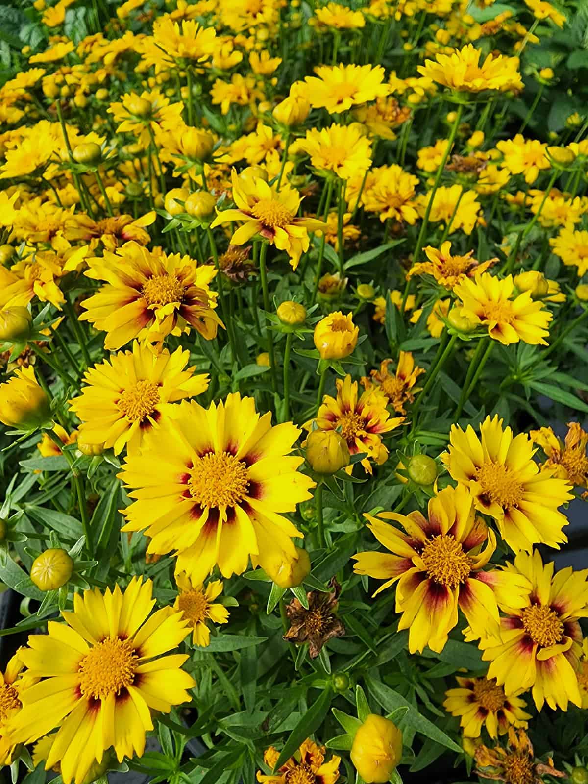 Coreopsis