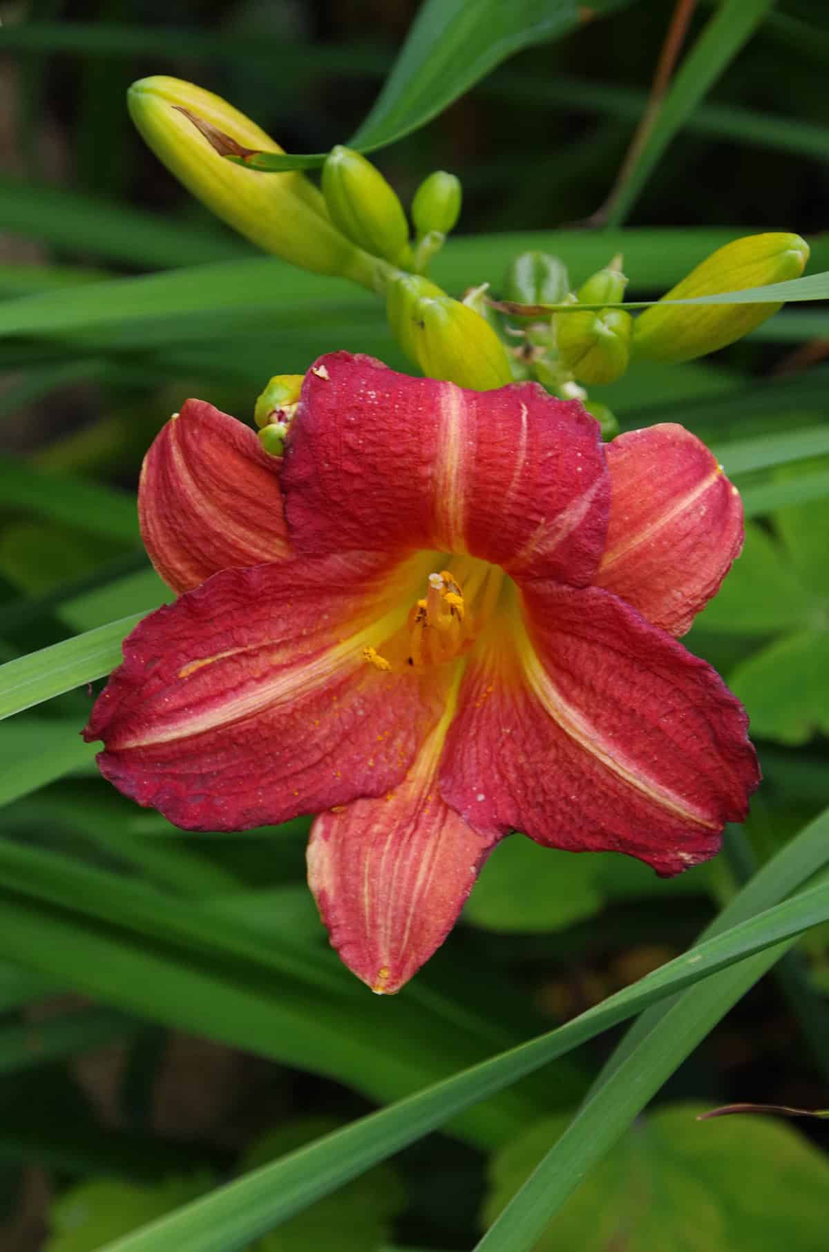 Daylily (Hemerocallis)