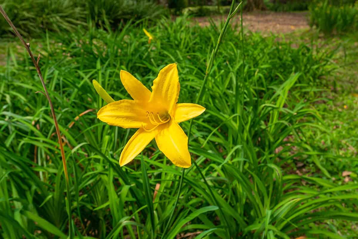 Daylily (Hemerocallis)