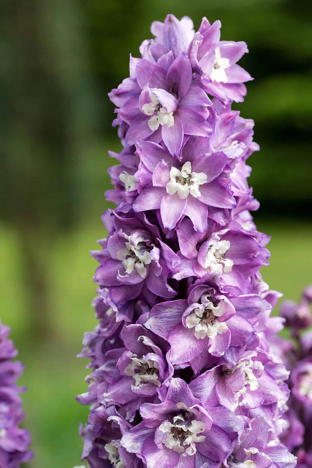 Delphinium