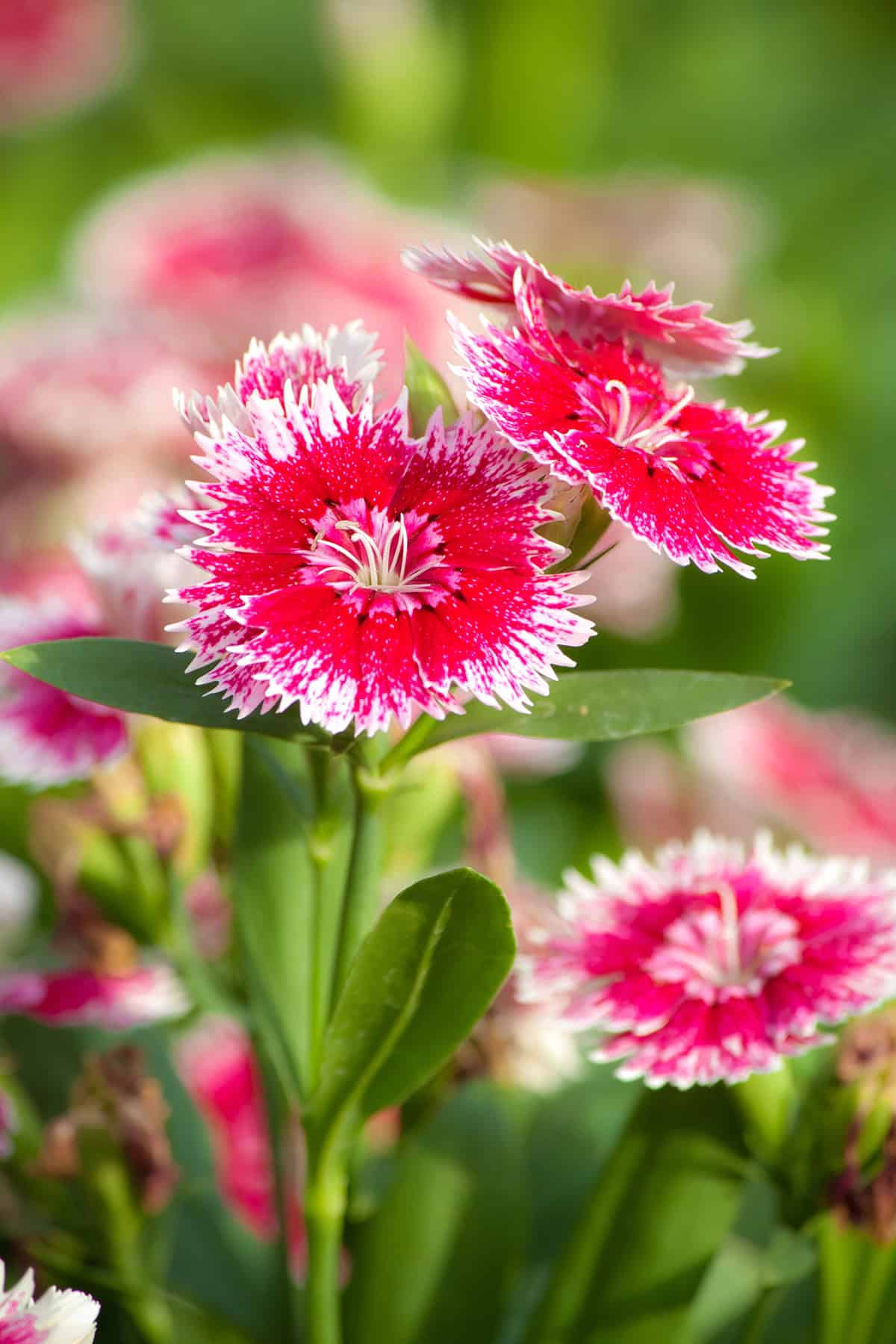 Dianthus