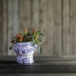 Edible Plants You Can Grow Indoors