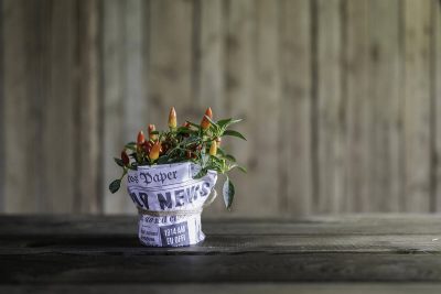 Edible Plants You Can Grow Indoors
