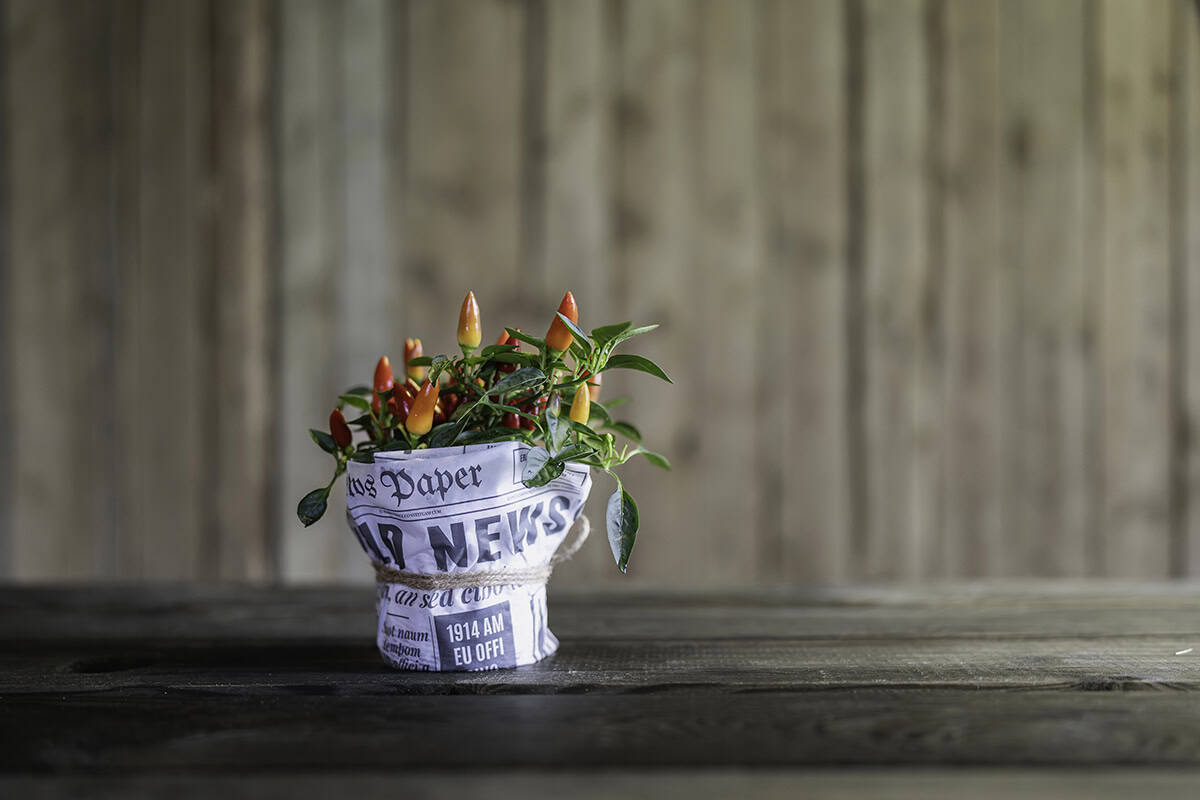 Edible Plants You Can Grow Indoors