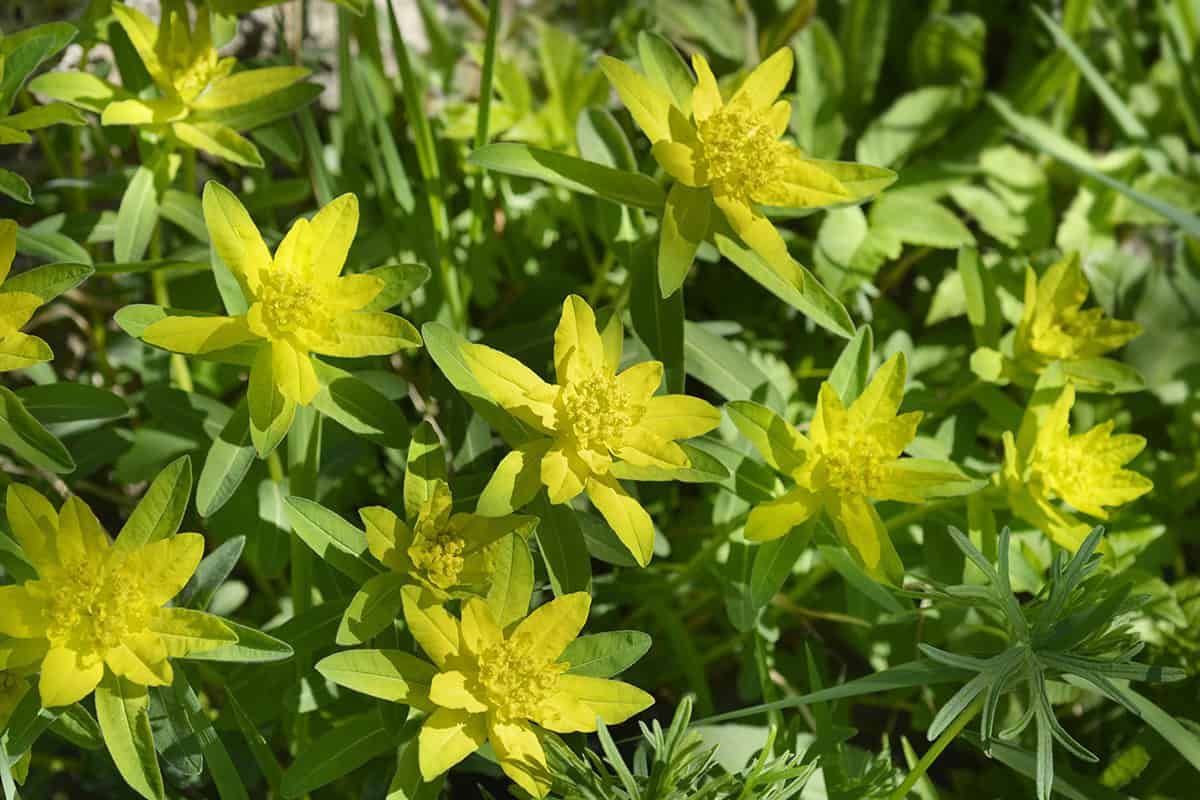 Euphorbia polychroma (Cushion Spurge)