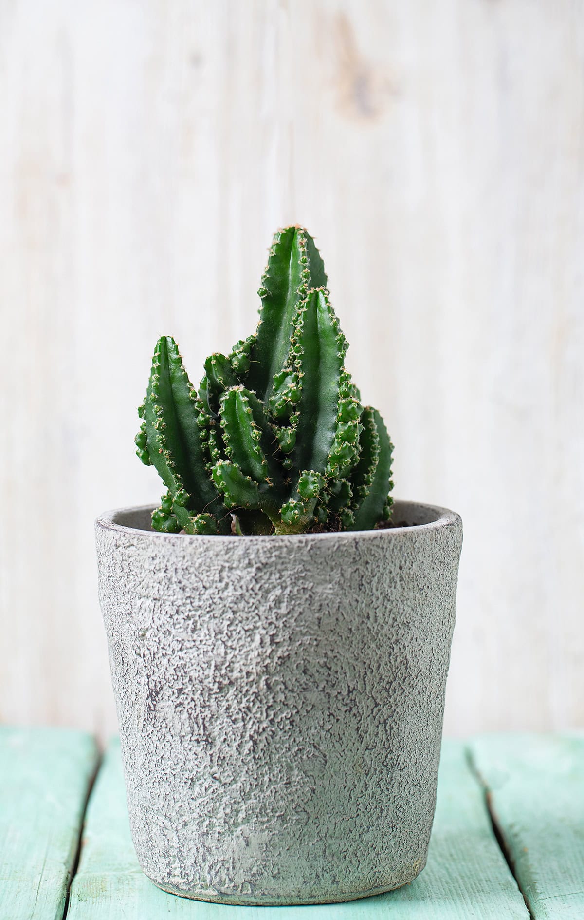 Fairy Castle Cactus (Acanthocereus tetragonus ‘Fairy Castle’)