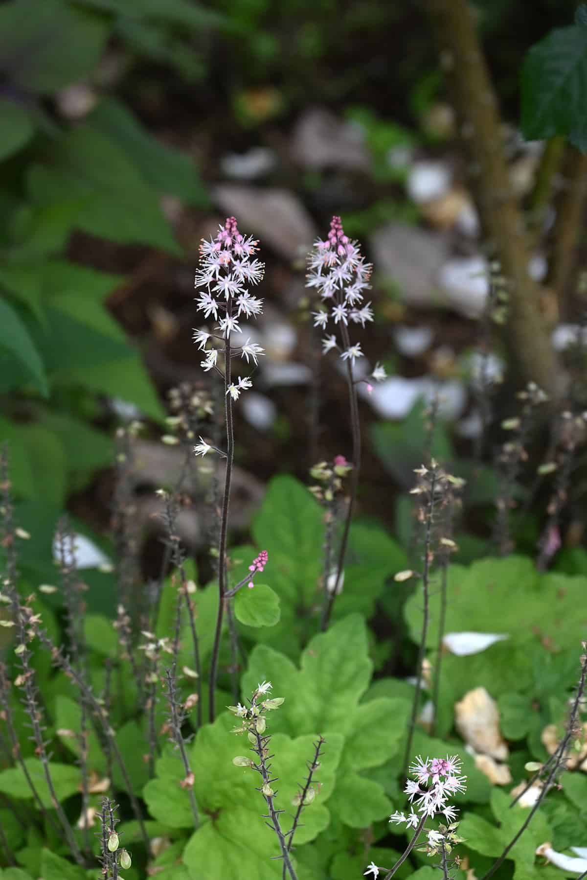 Foamflower (Tiarella)