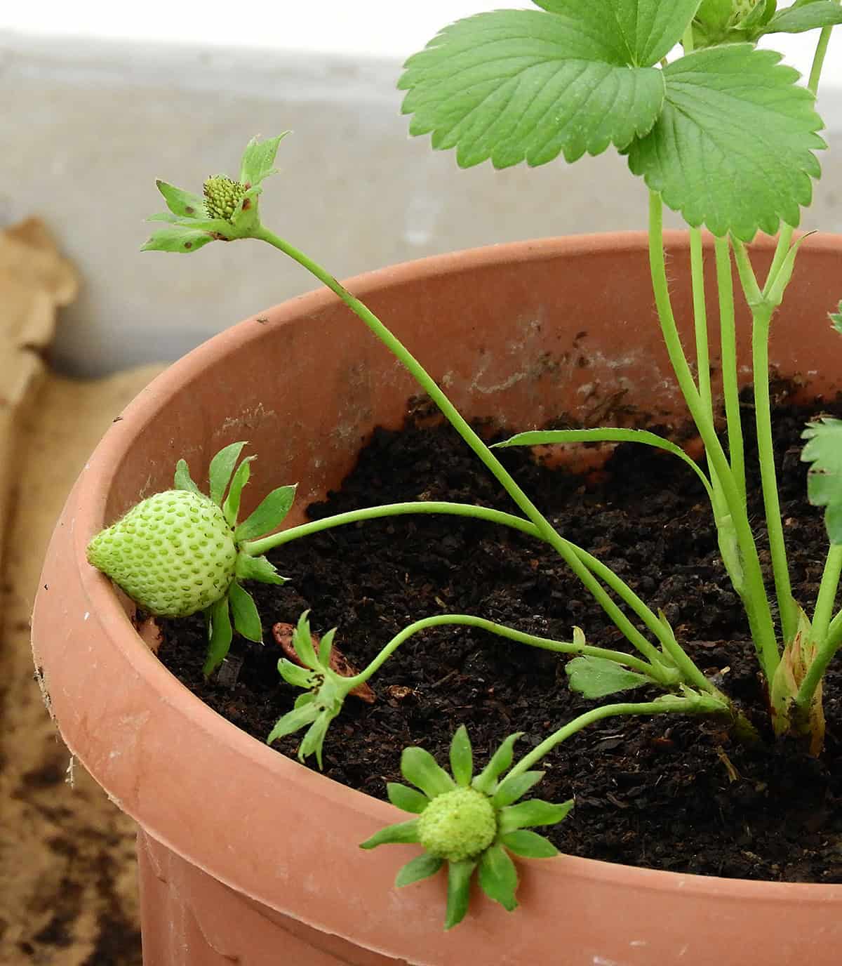 Fruit Development Strawberries Indoors