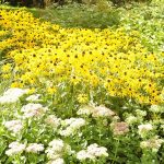 Full sun perennials