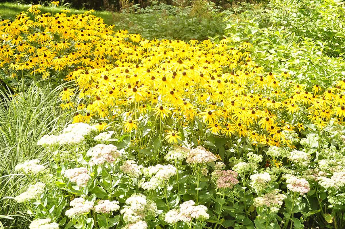 Full sun perennials