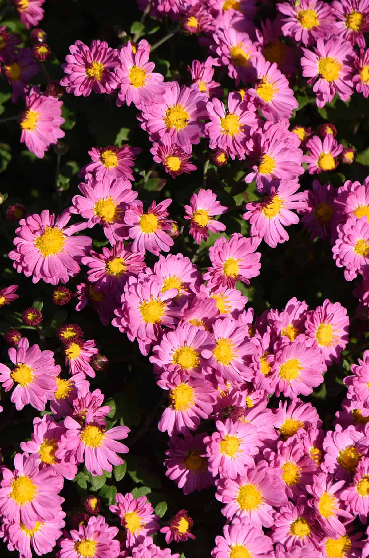 Garden Mum (Chrysanthemum)