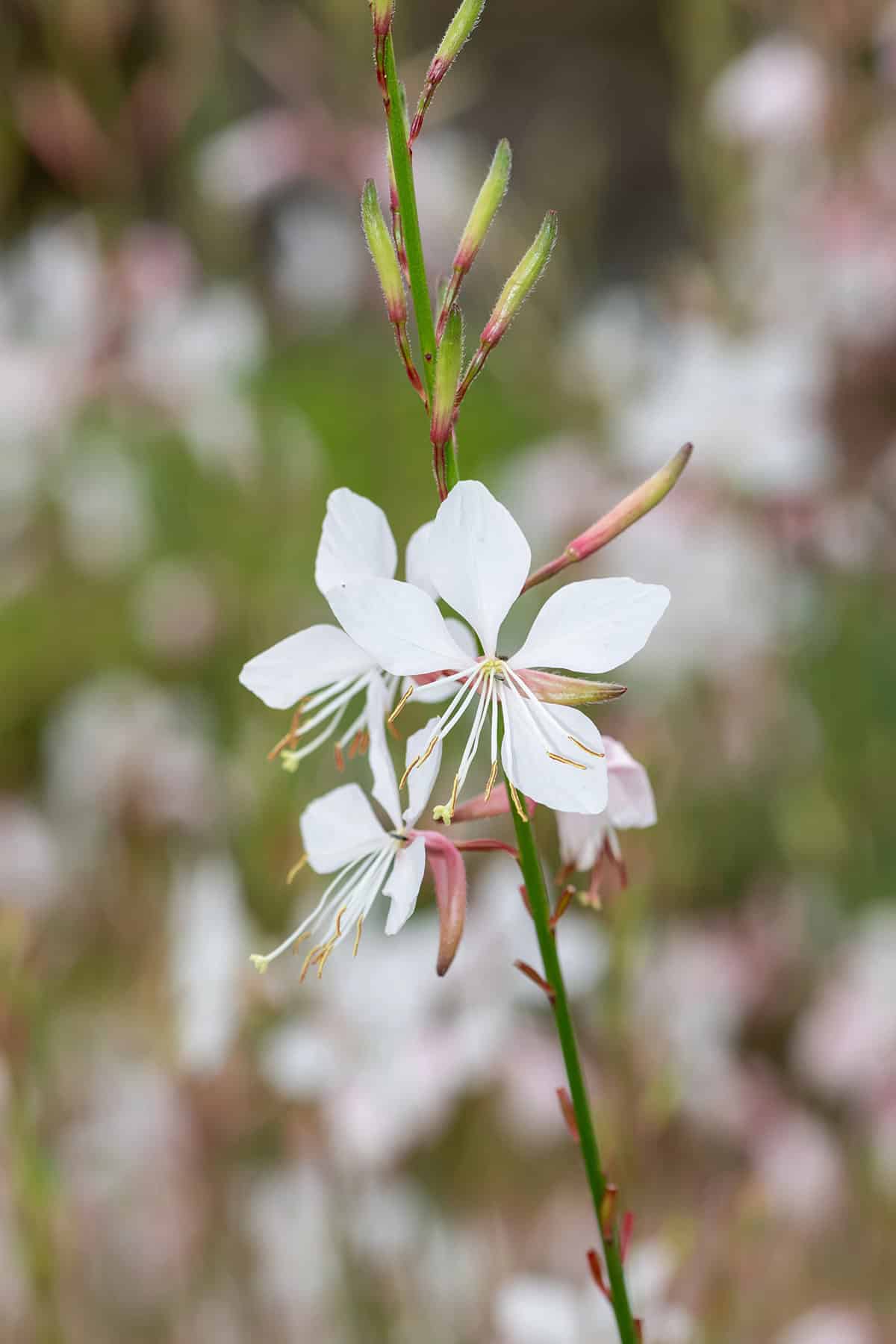 Gaura (Oenothera lindheimeri)
