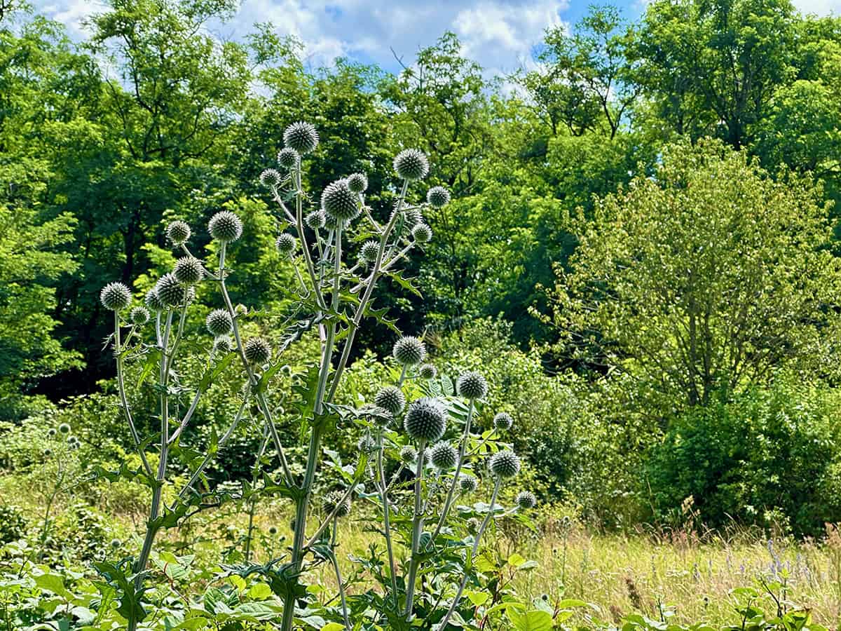 Globe Thistle (Echinops)