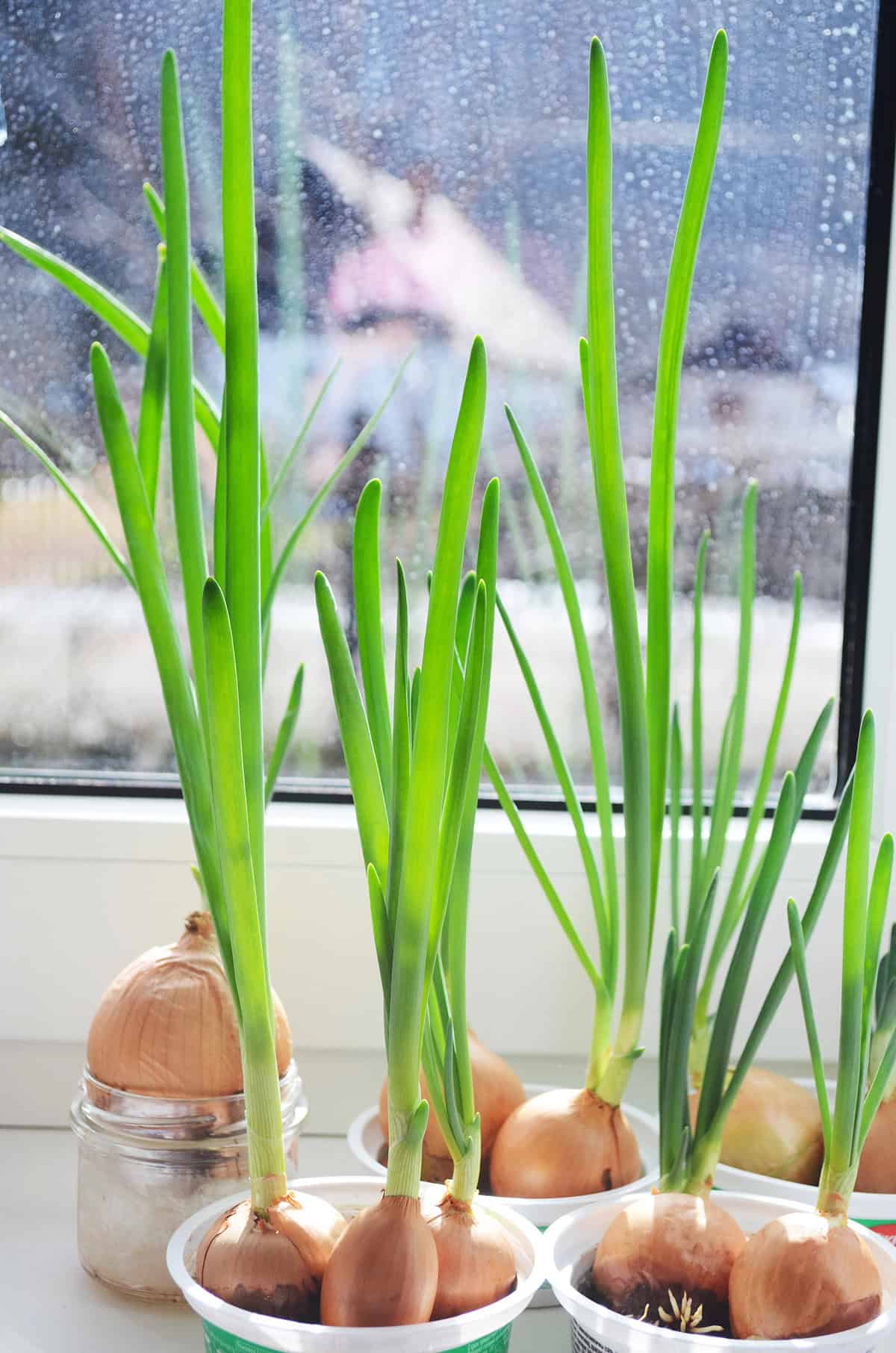 Green Onions (Scallions)