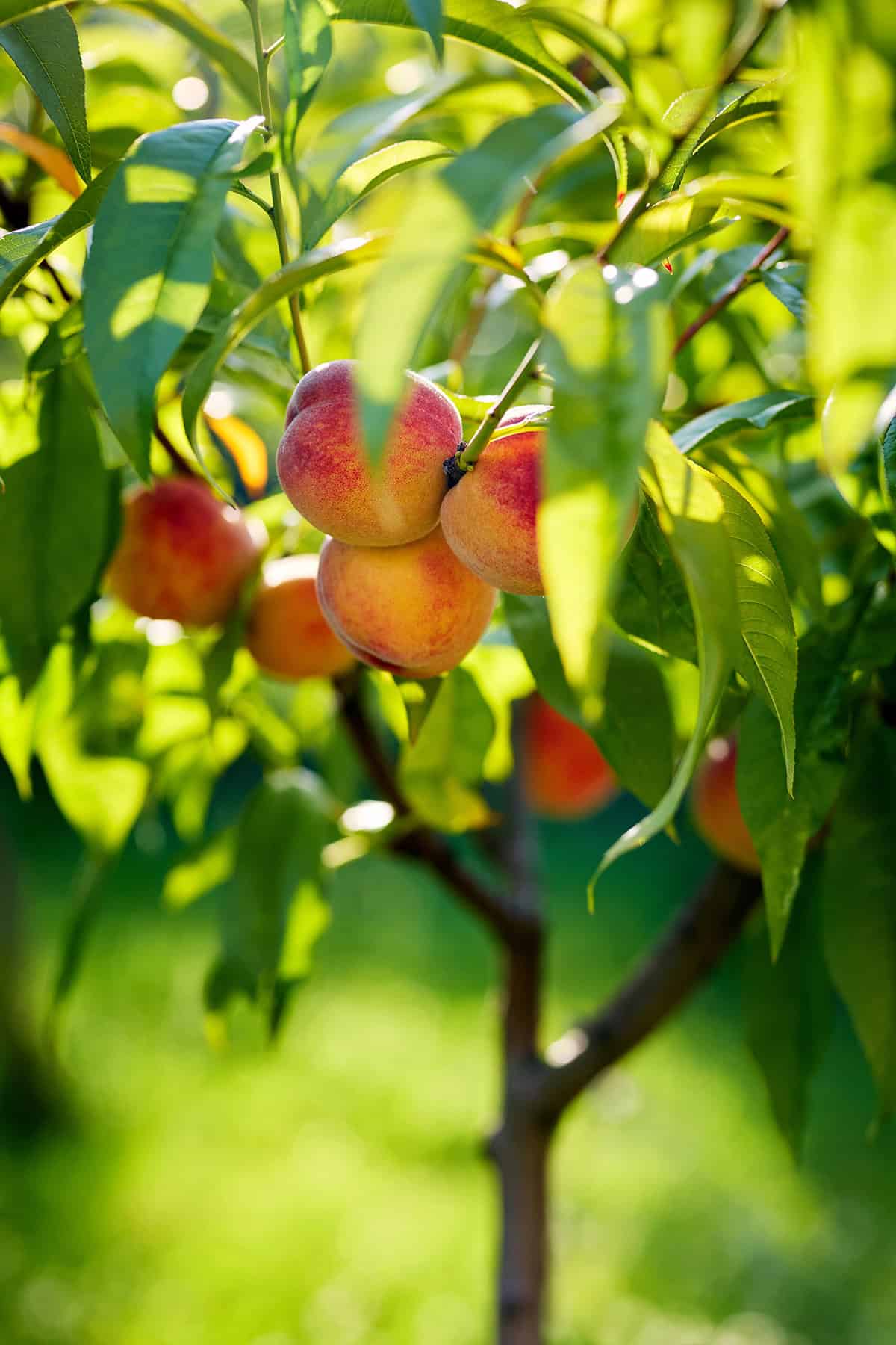 Growing Conditions for a Healthy Peach Tree