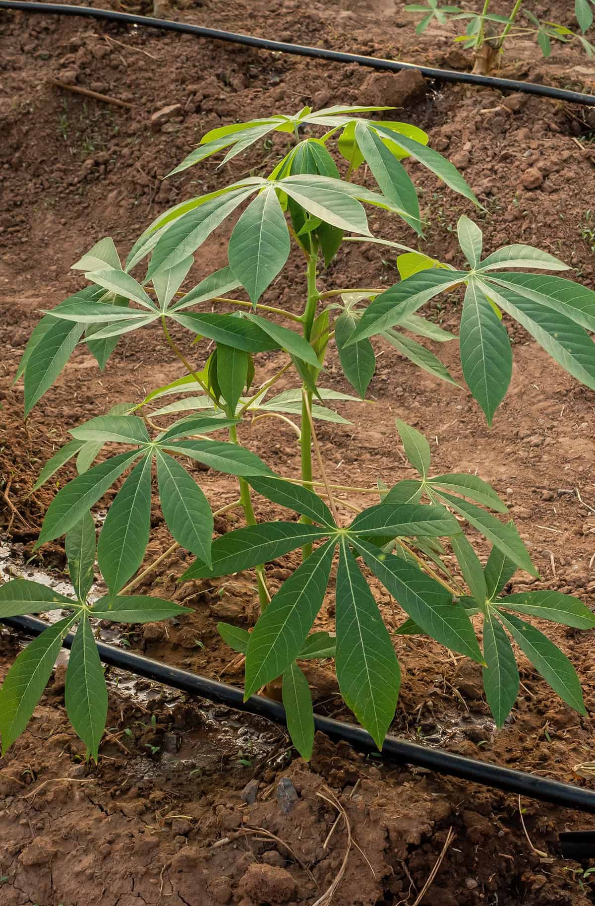 Growth Time Cassava (yuca)