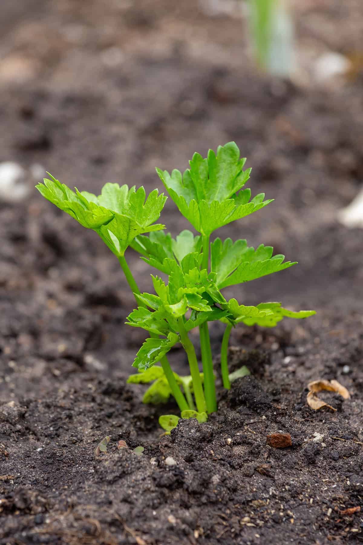 Growth Time Celeriac (celery root)