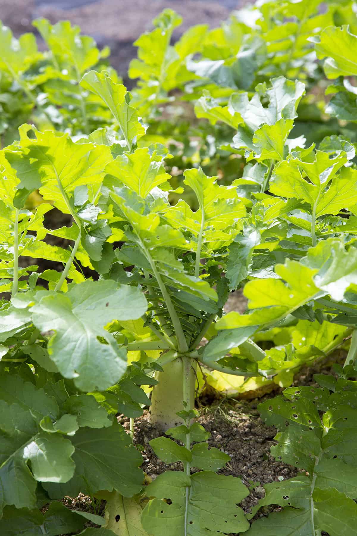 Growth Time Daikon radish