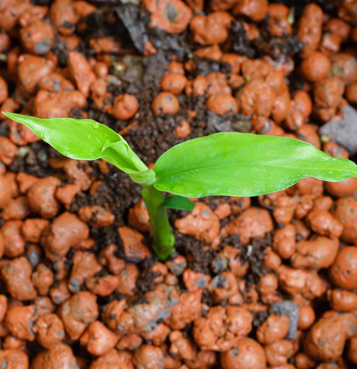 Growth Time Galangal