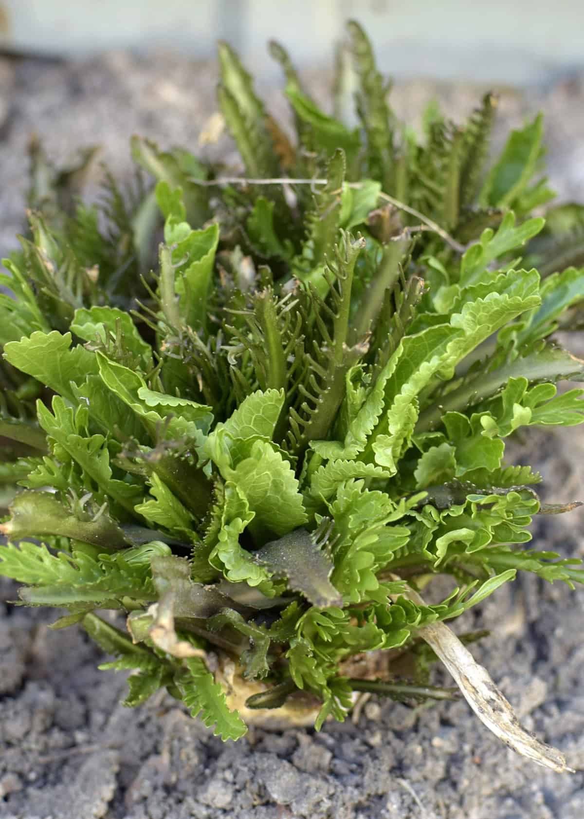 Growth Time Horseradish