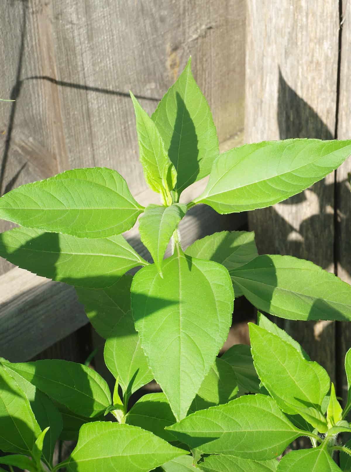 Growth Time Jerusalem artichoke (sunchoke)