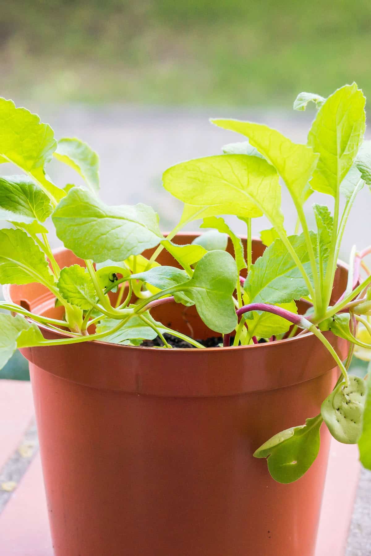 Growth Time Radishes in Containers