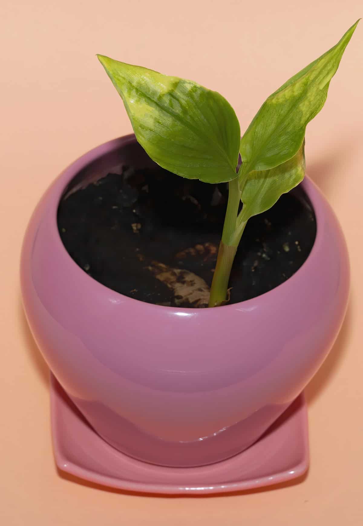 Growth Time Turmeric Indoors