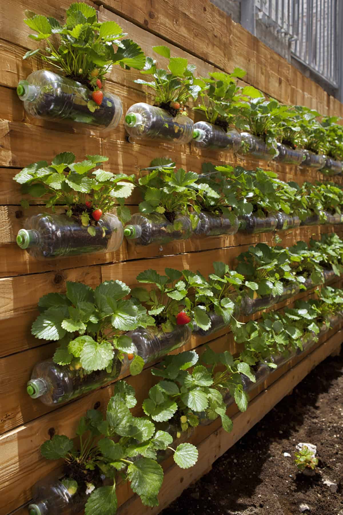 Hanging Recycled Bottle Strawberry Wall Grid