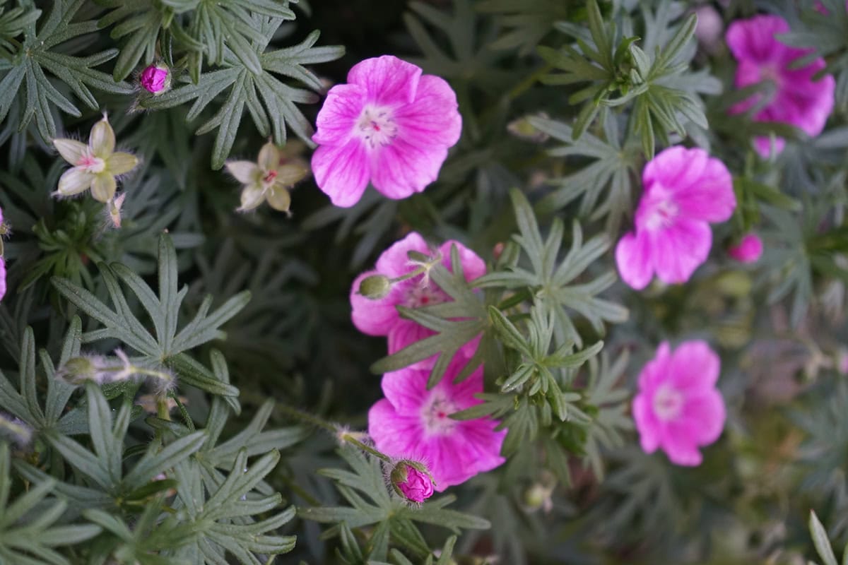 Hardy Geranium (Cranesbill)