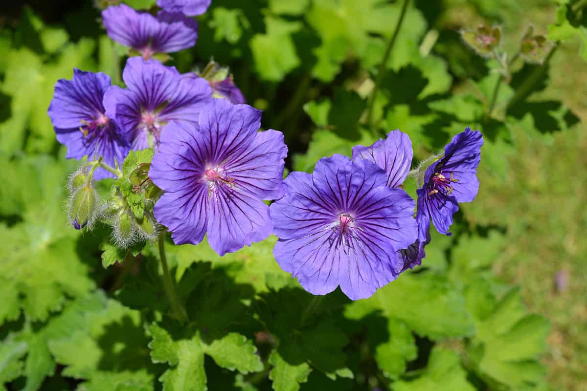Hardy Geranium