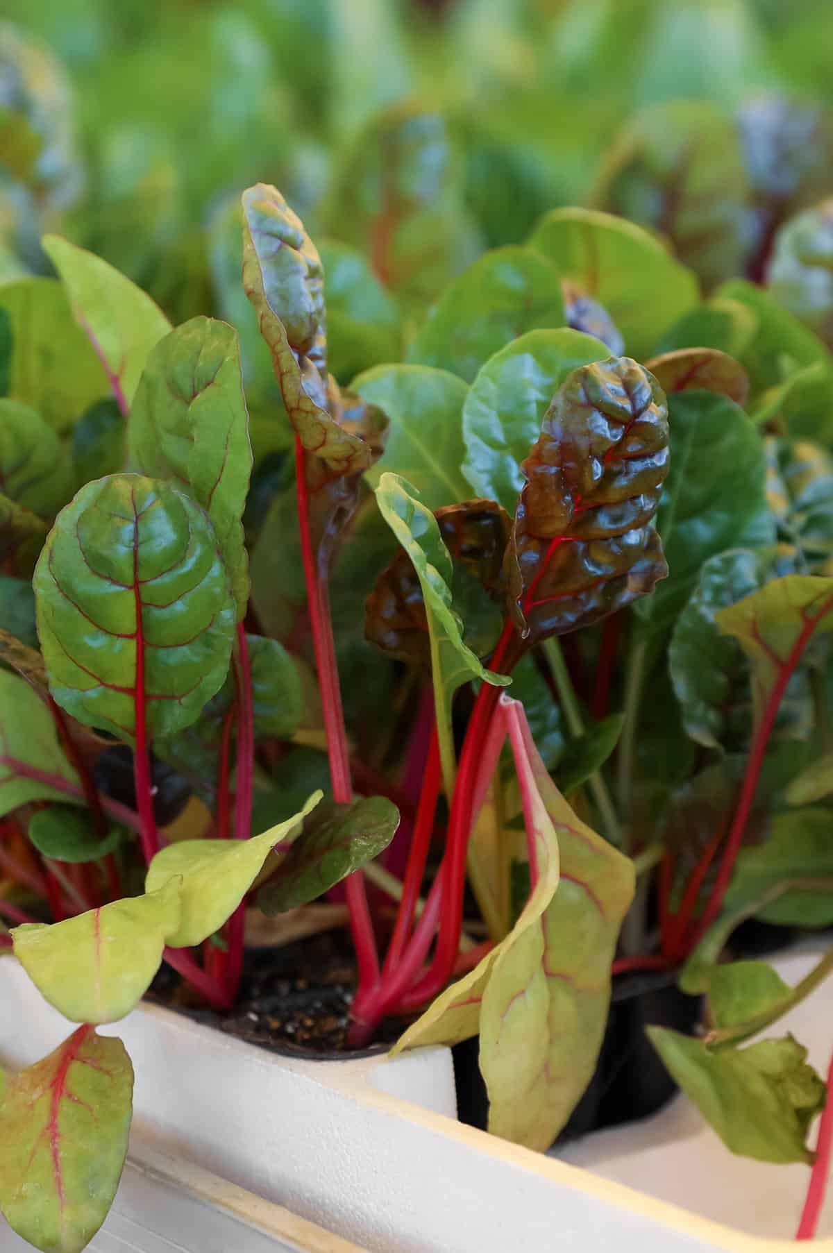 Harvest Beets In Containers