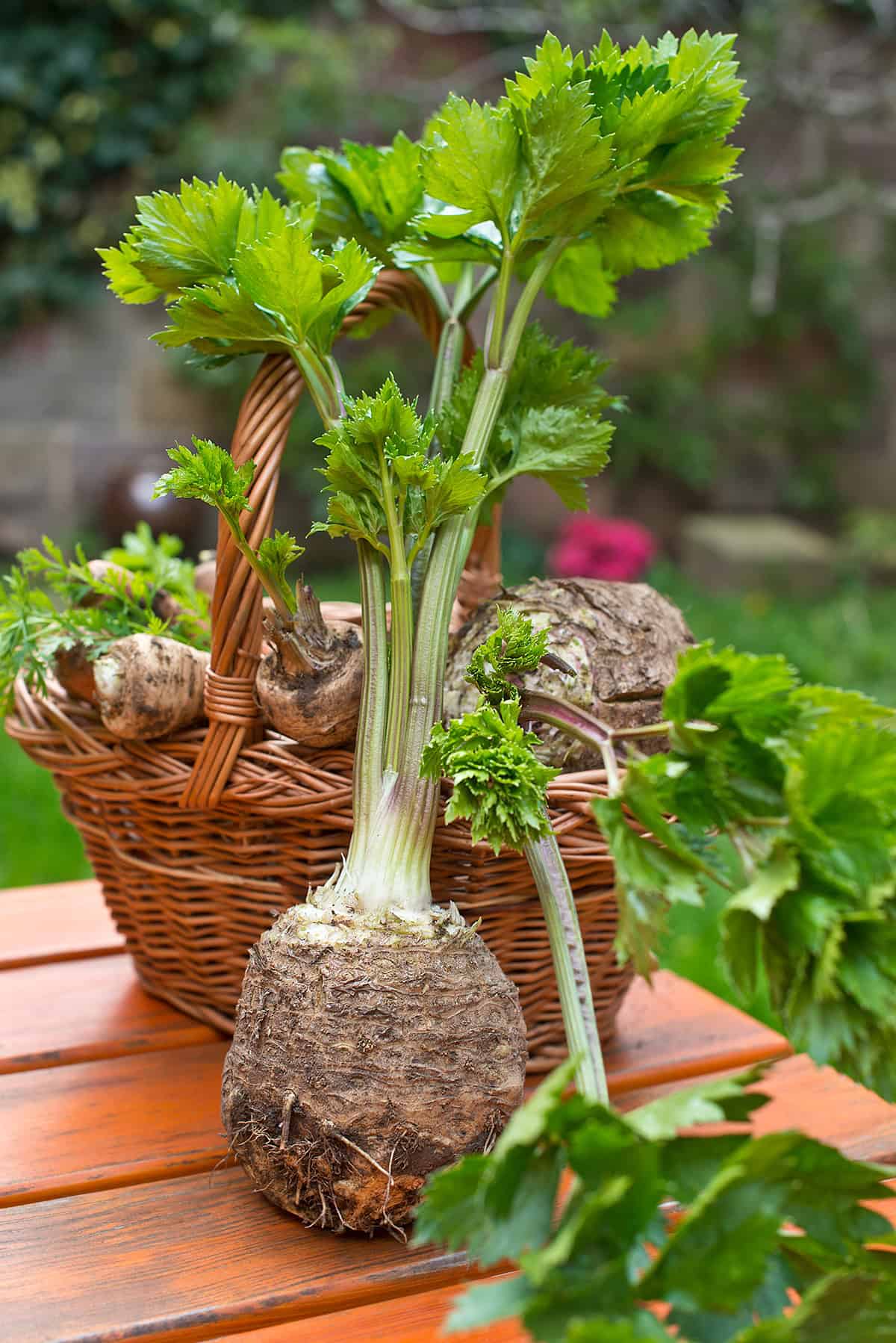 Harvest Celeriac (celery root)