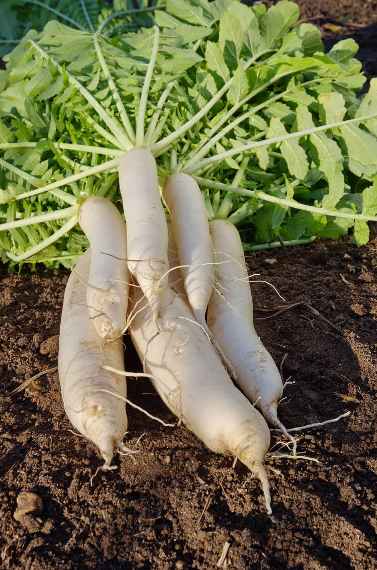 Harvest Daikon radish
